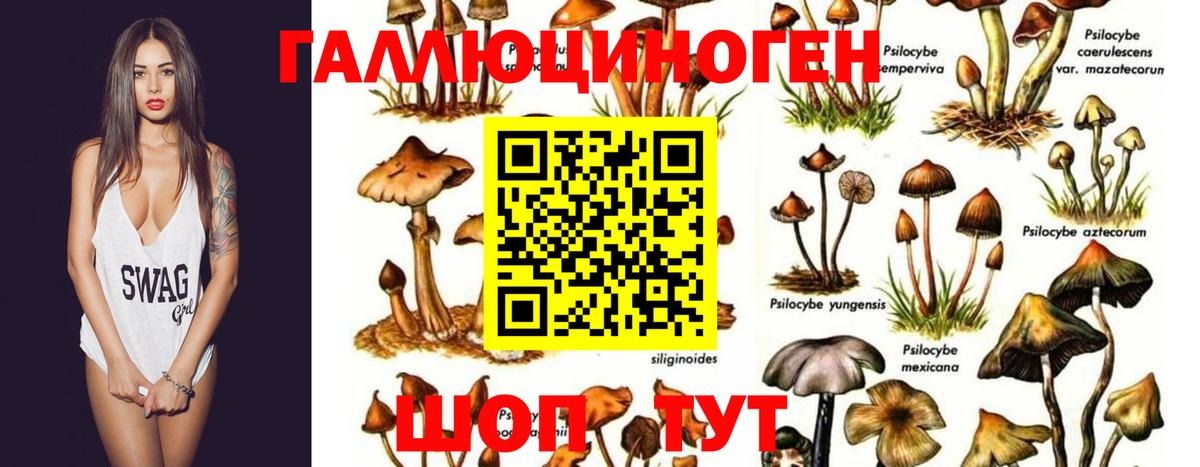 Псилоцибиновые грибы Cubensis  Галлюциногенные грибы MAGIC MUSHROOMS  Жигулёвск  Вход с VPN 